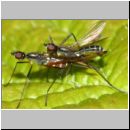 Micropeza corrigiolata - Stelzfliege 04b 5mm.jpg